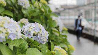 田端駅南口　紫陽花　坂道