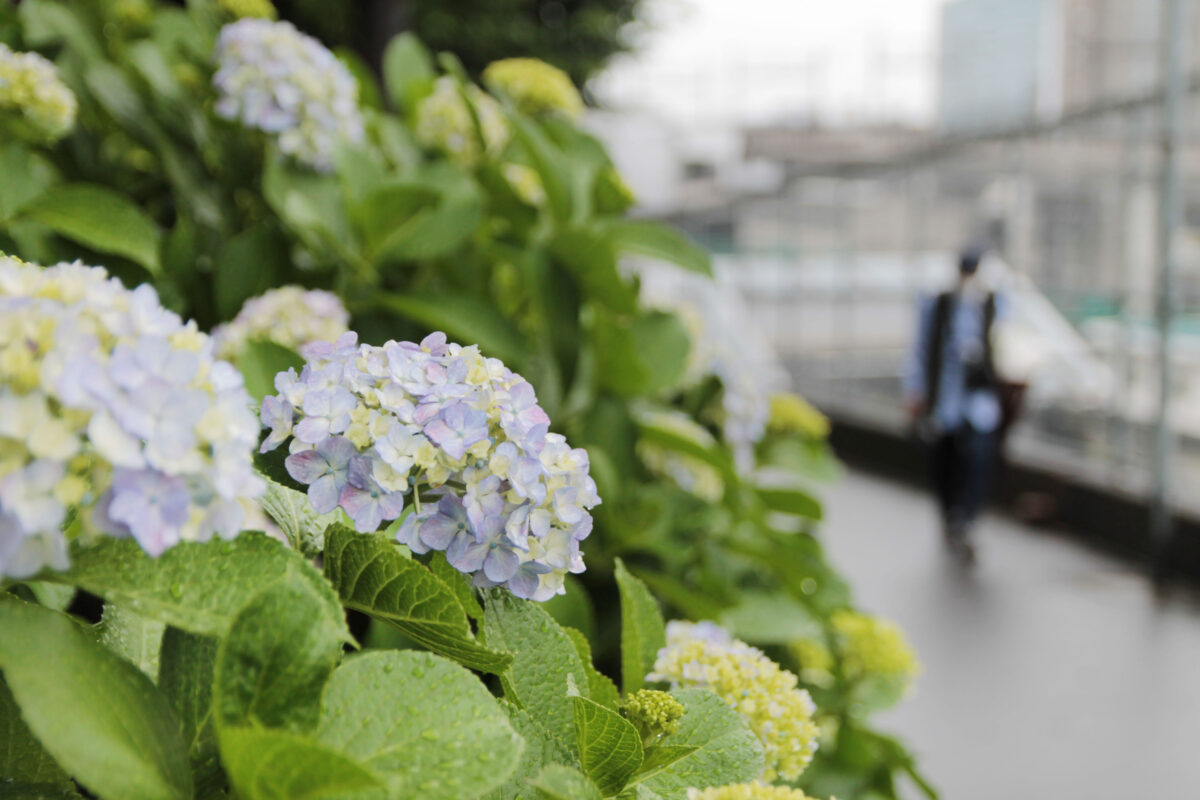 田端駅南口 紫陽花 坂道