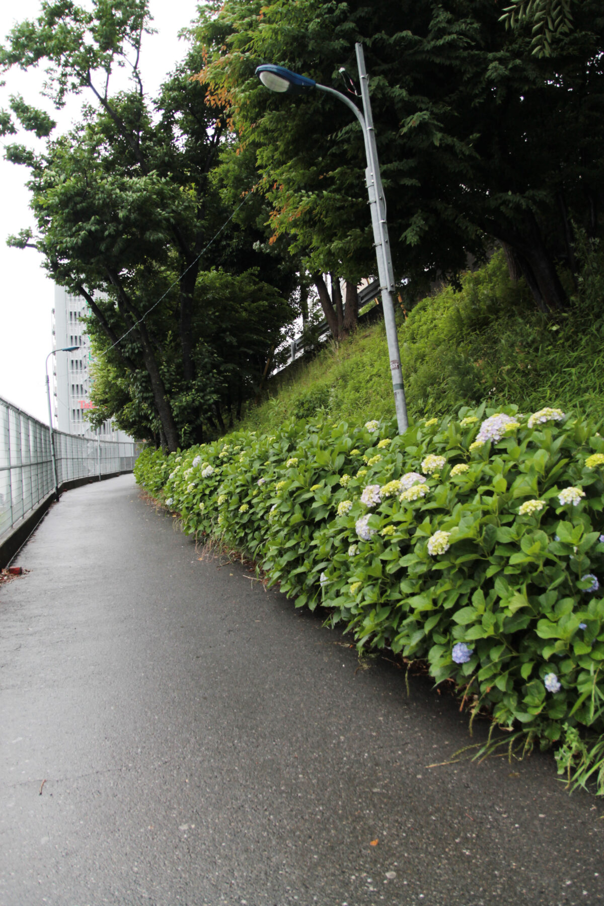 田端駅南口 紫陽花 坂道