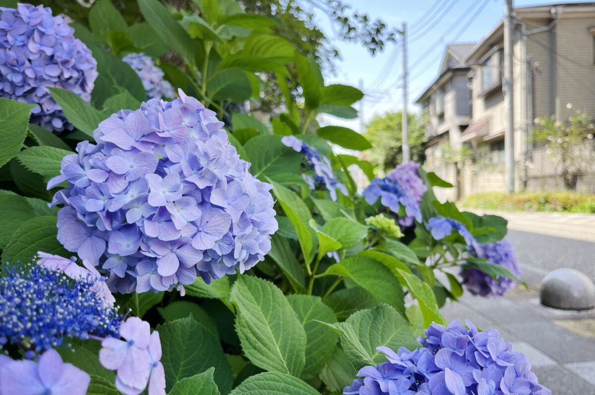 稲付遊歩道　赤羽