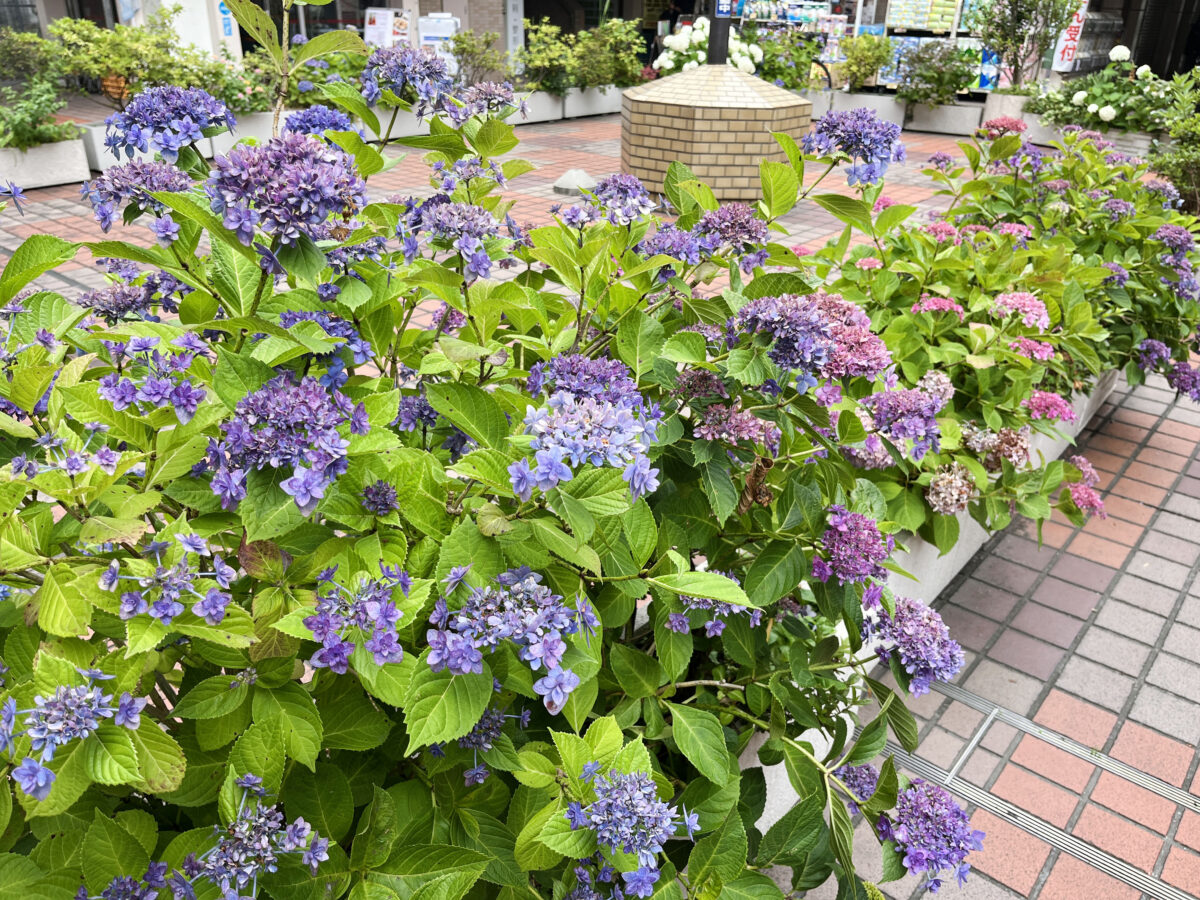 北赤羽　紫陽花 アクトピア