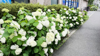 北赤羽　紫陽花 アクトピア