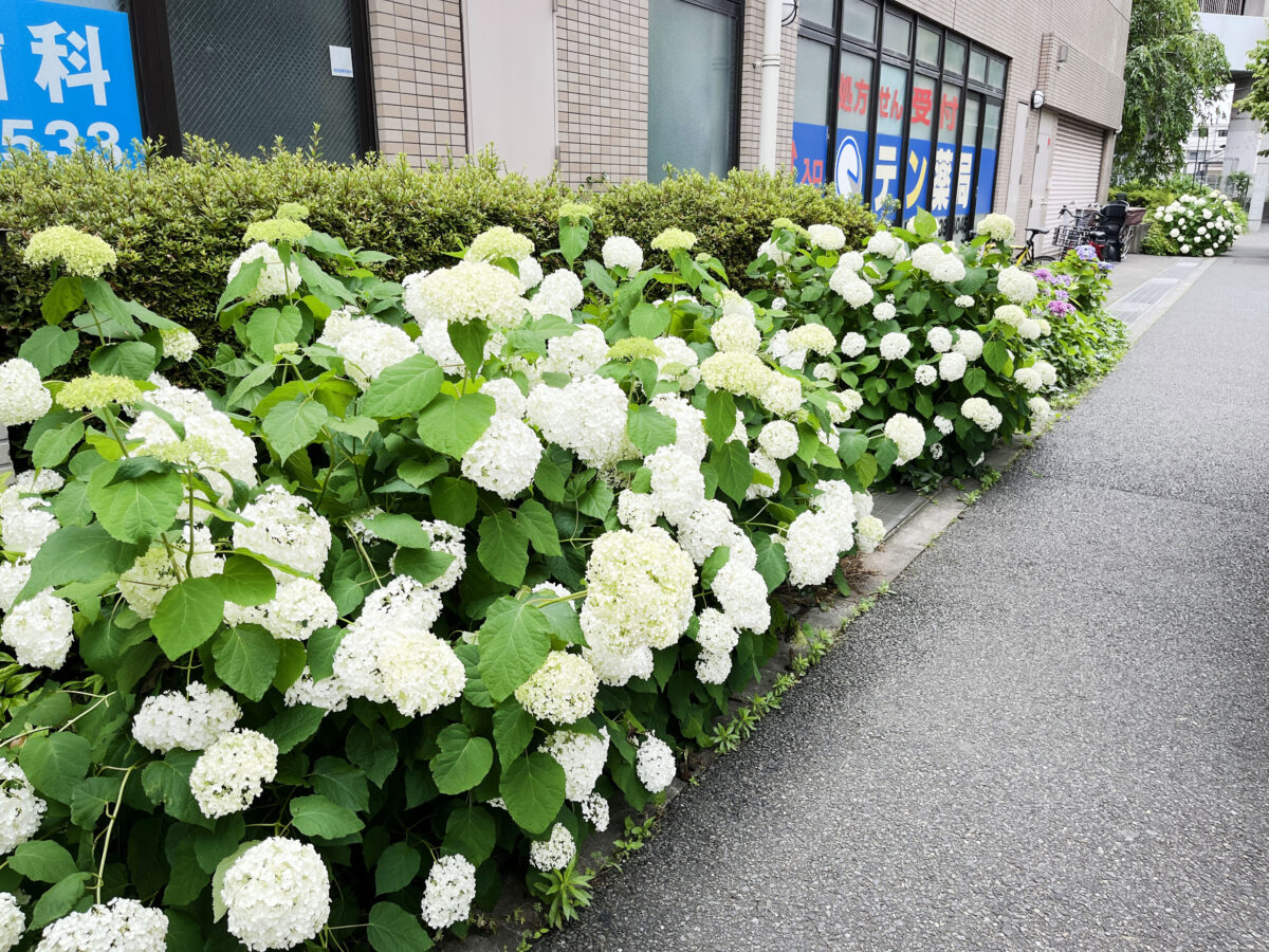 北赤羽　紫陽花 アクトピア
