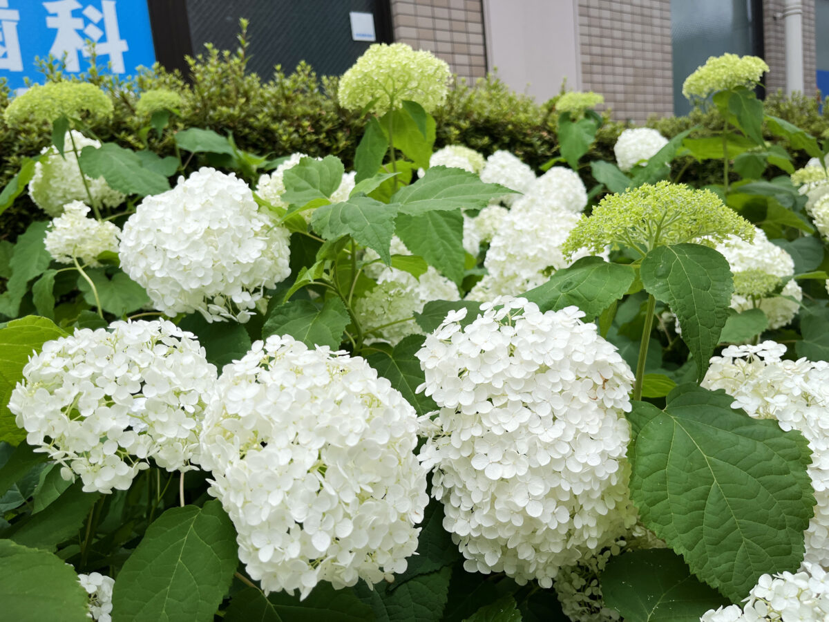 北赤羽　紫陽花 アクトピア