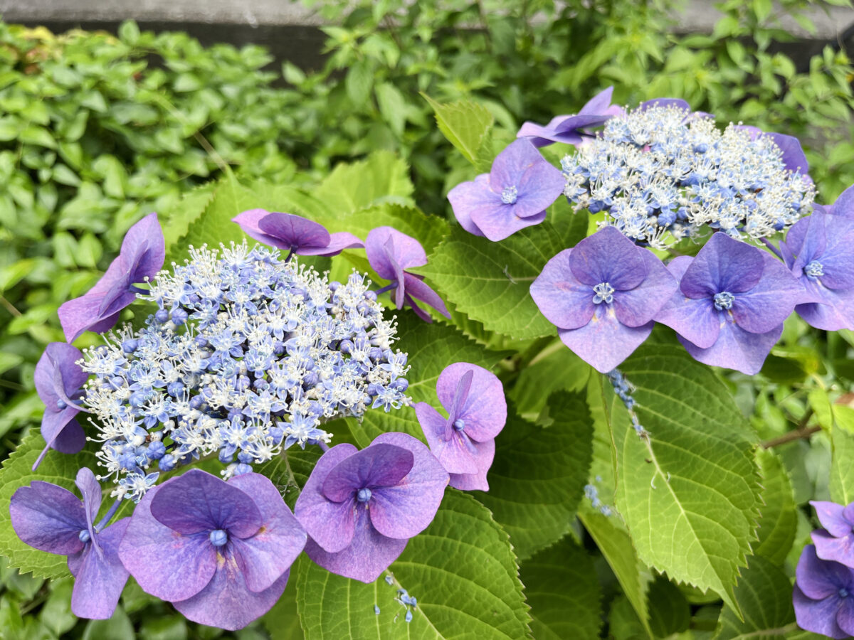 北赤羽　紫陽花 アクトピア