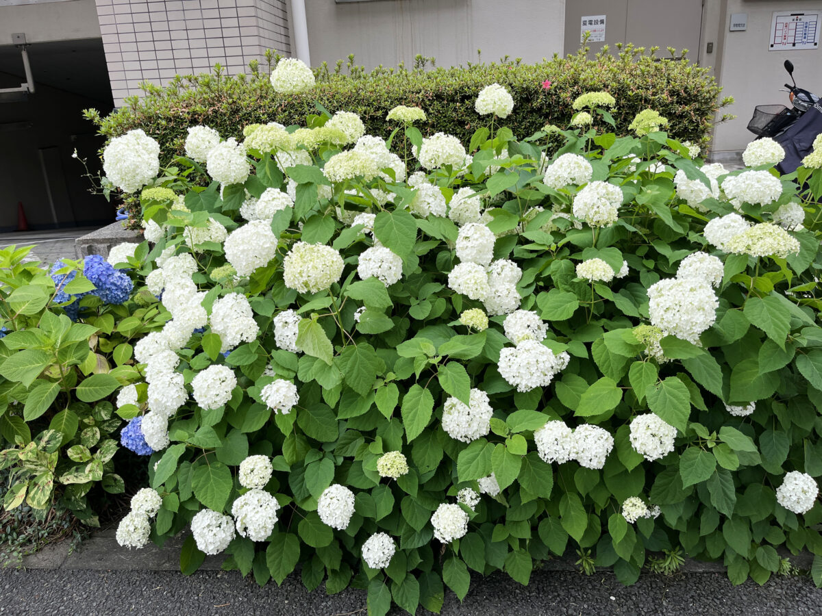 北赤羽　紫陽花 アクトピア