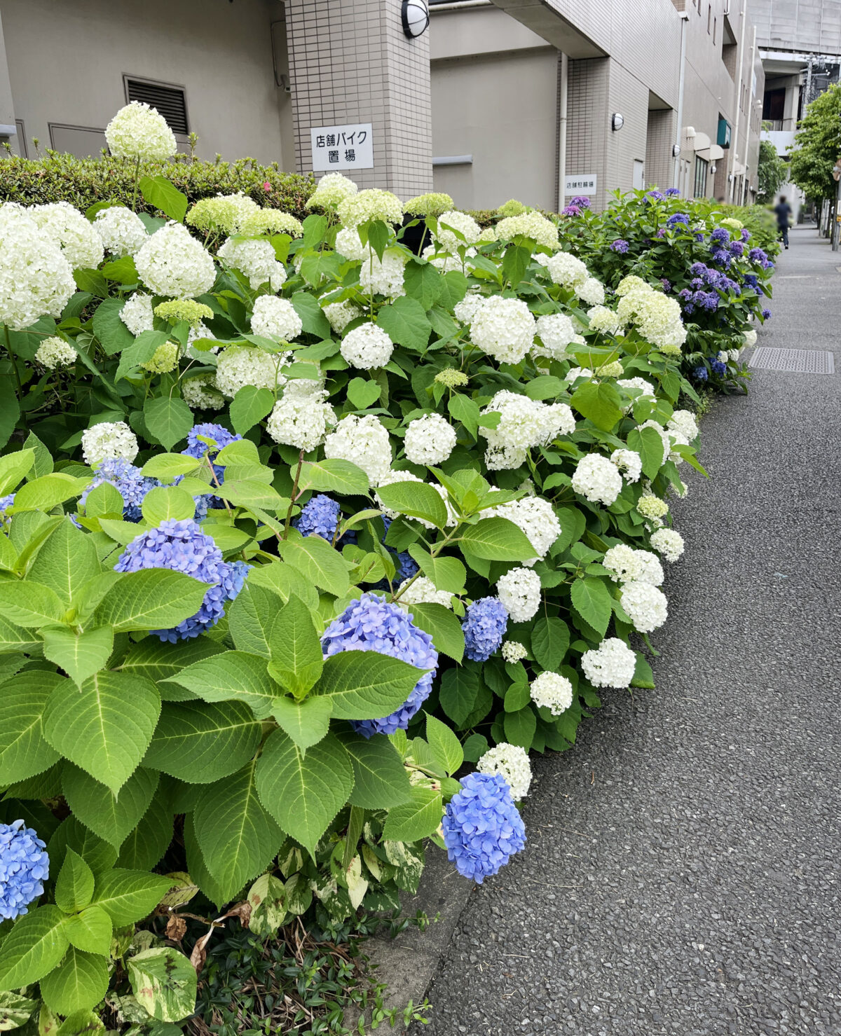 北赤羽　紫陽花 アクトピア