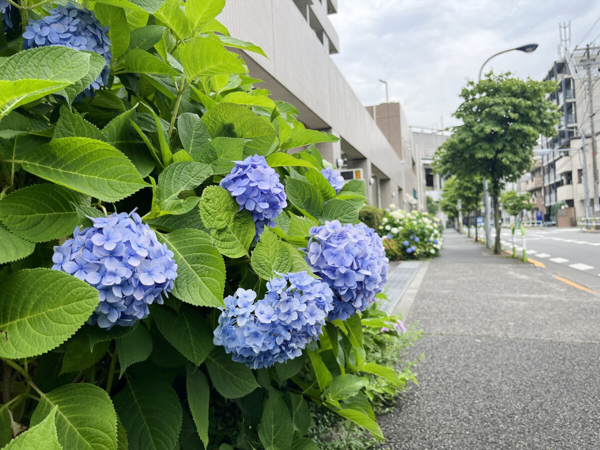 北赤羽　紫陽花 アクトピア