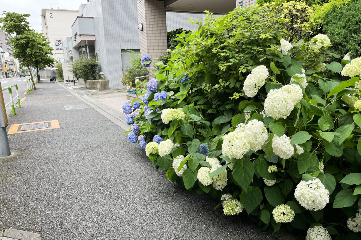 北赤羽　紫陽花 アクトピア