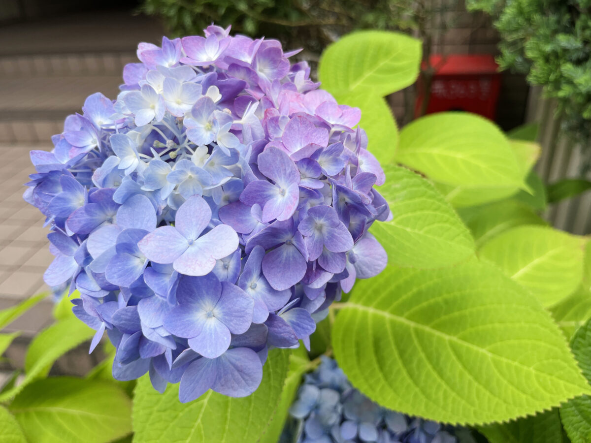 北赤羽　紫陽花 アクトピア
