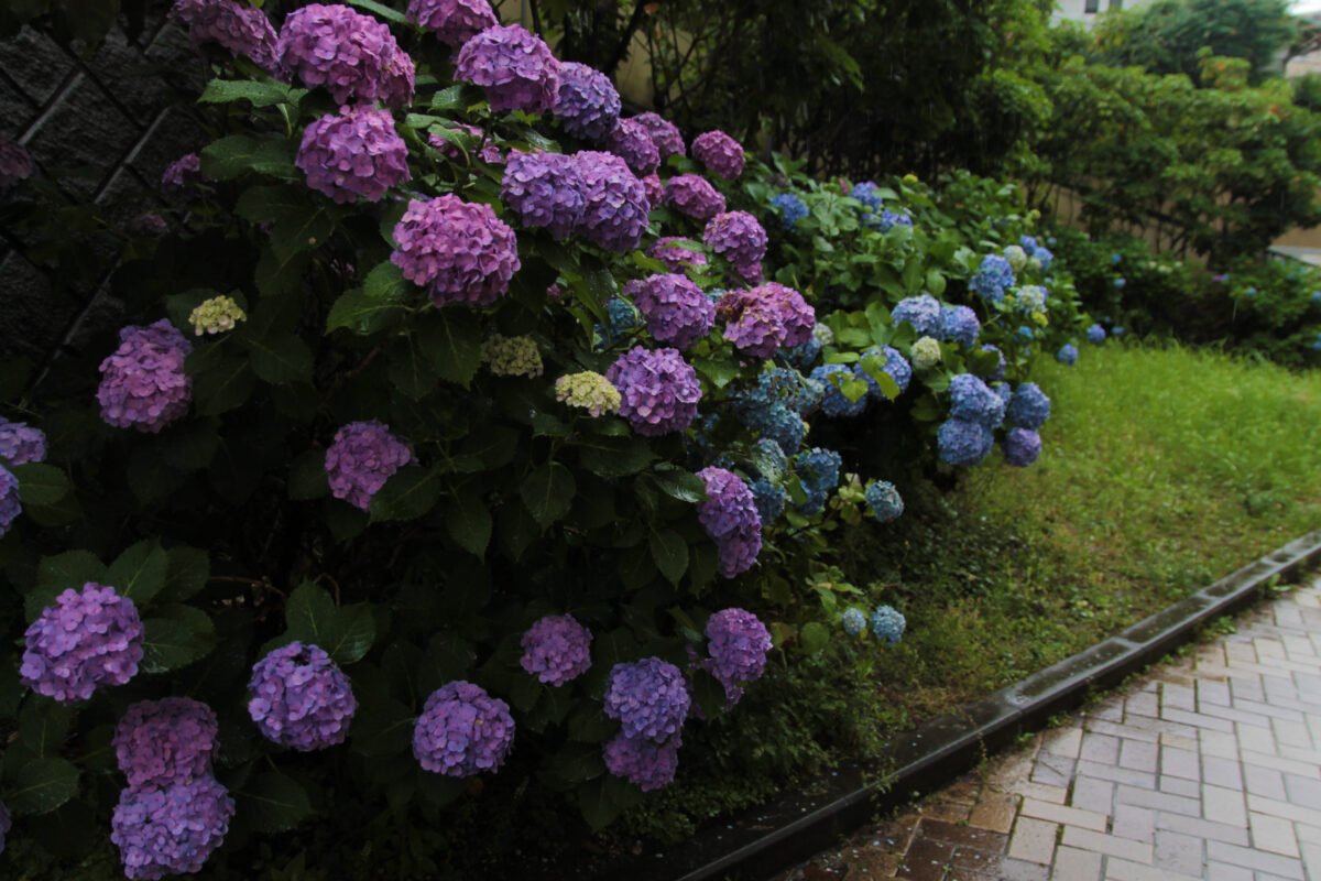赤羽 イトーヨーカドー 紫陽花