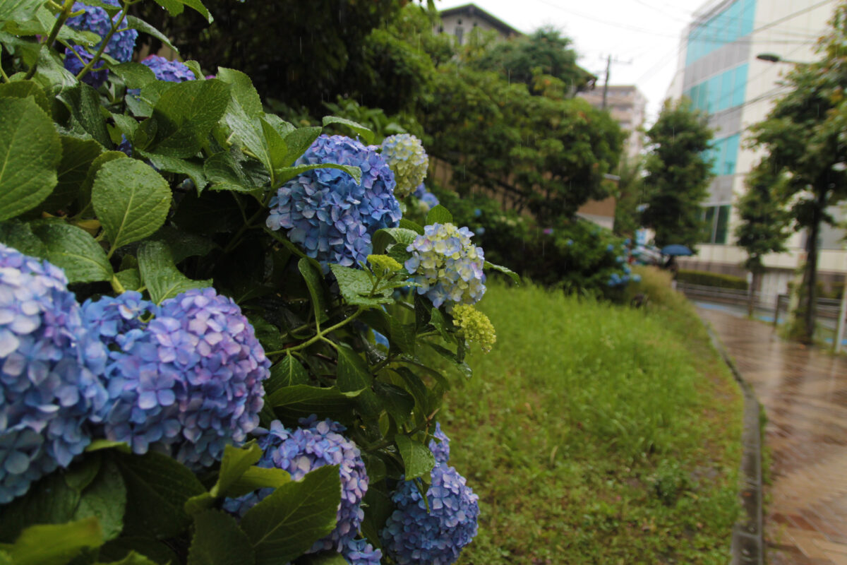 赤羽 イトーヨーカドー 紫陽花