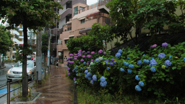 赤羽 イトーヨーカドー 紫陽花