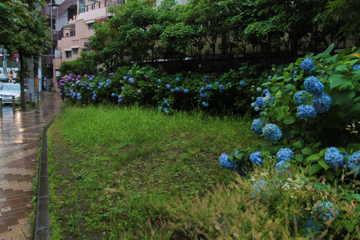 赤羽 イトーヨーカドー 紫陽花