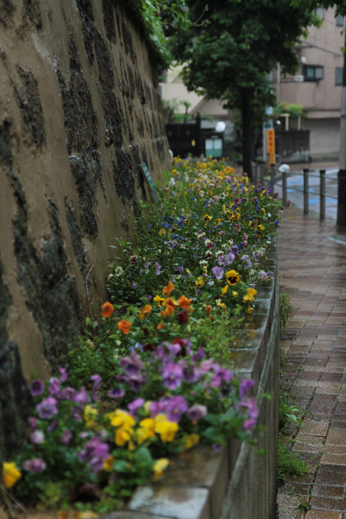 赤羽 イトーヨーカドー 紫陽花