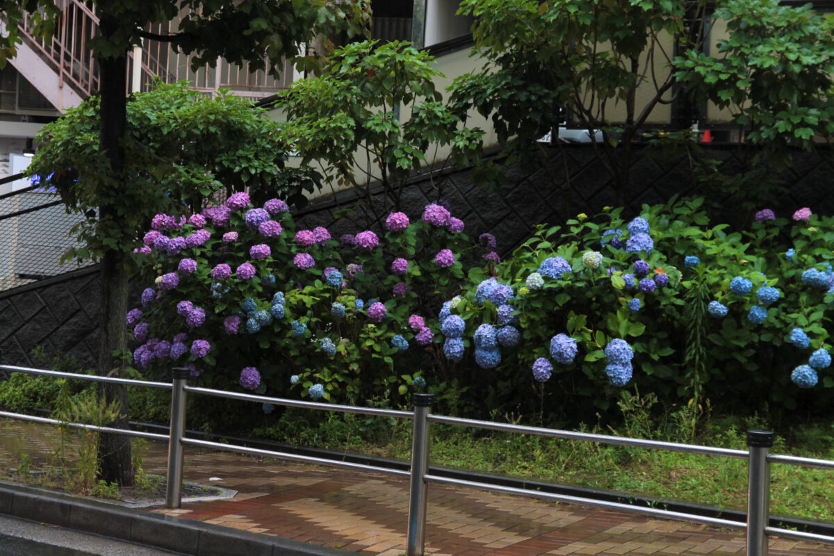 赤羽 イトーヨーカドー 紫陽花