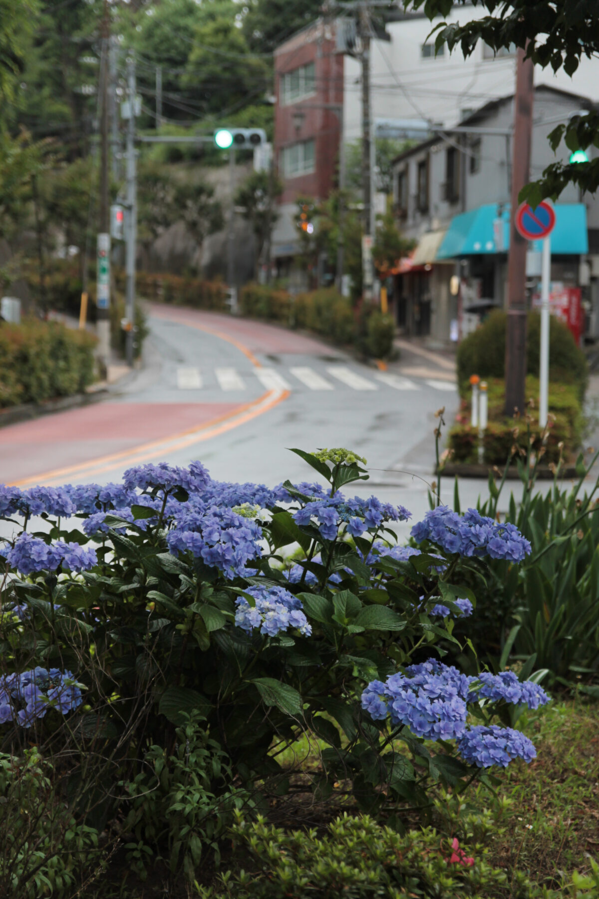 上中里 紫陽花