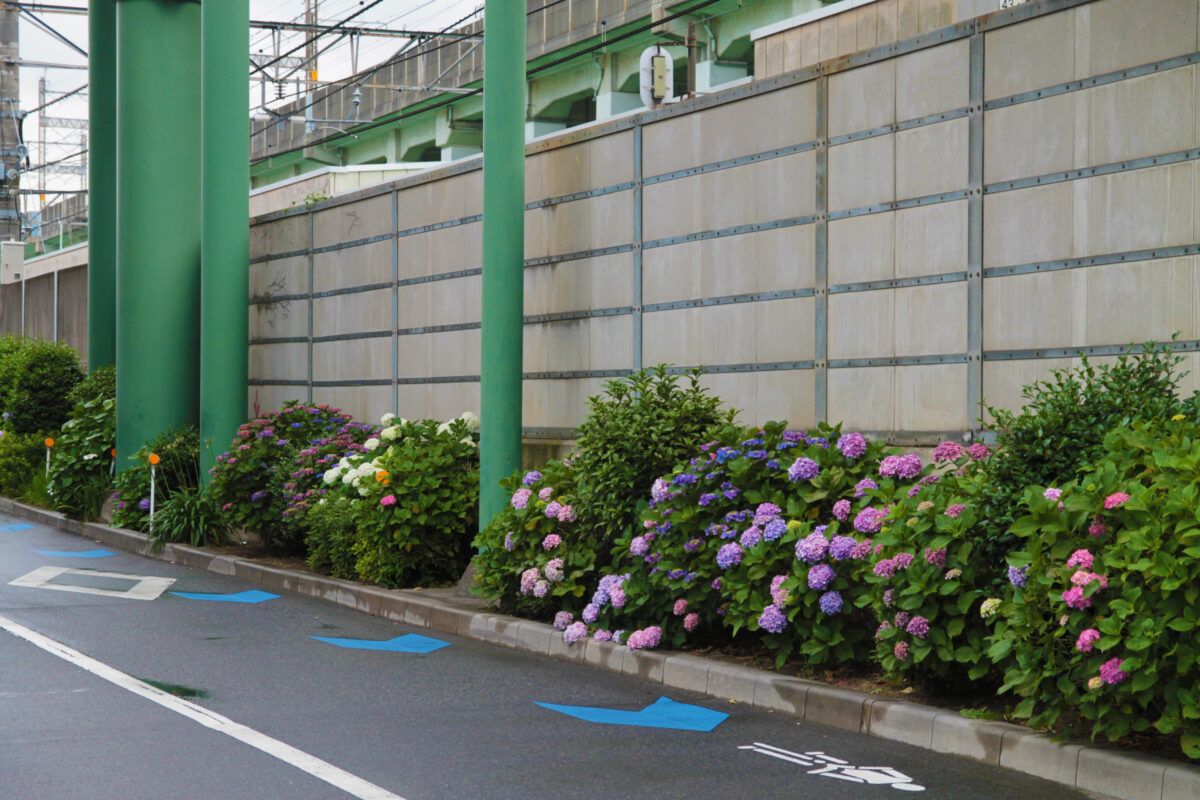 上中里 紫陽花