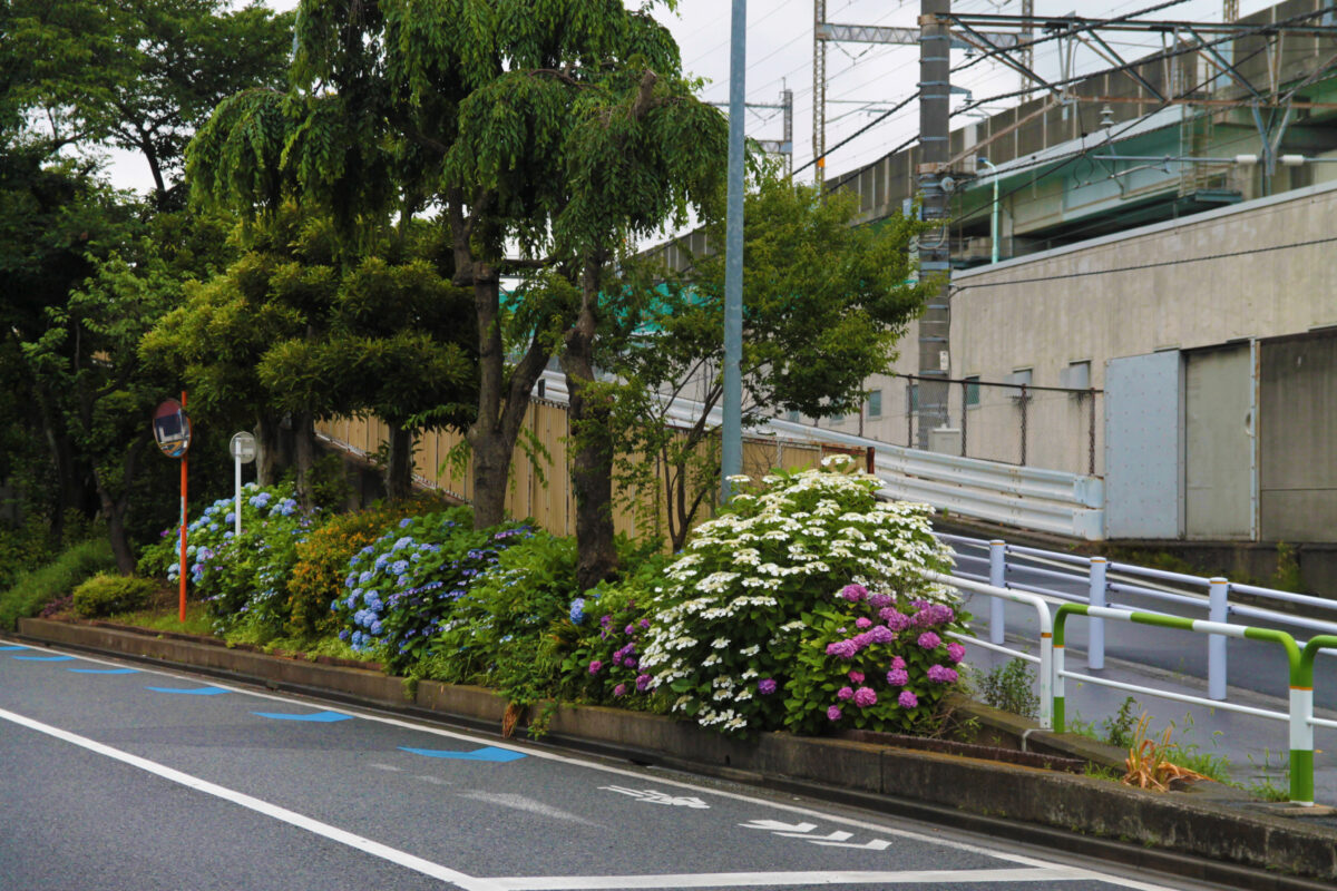 上中里 紫陽花