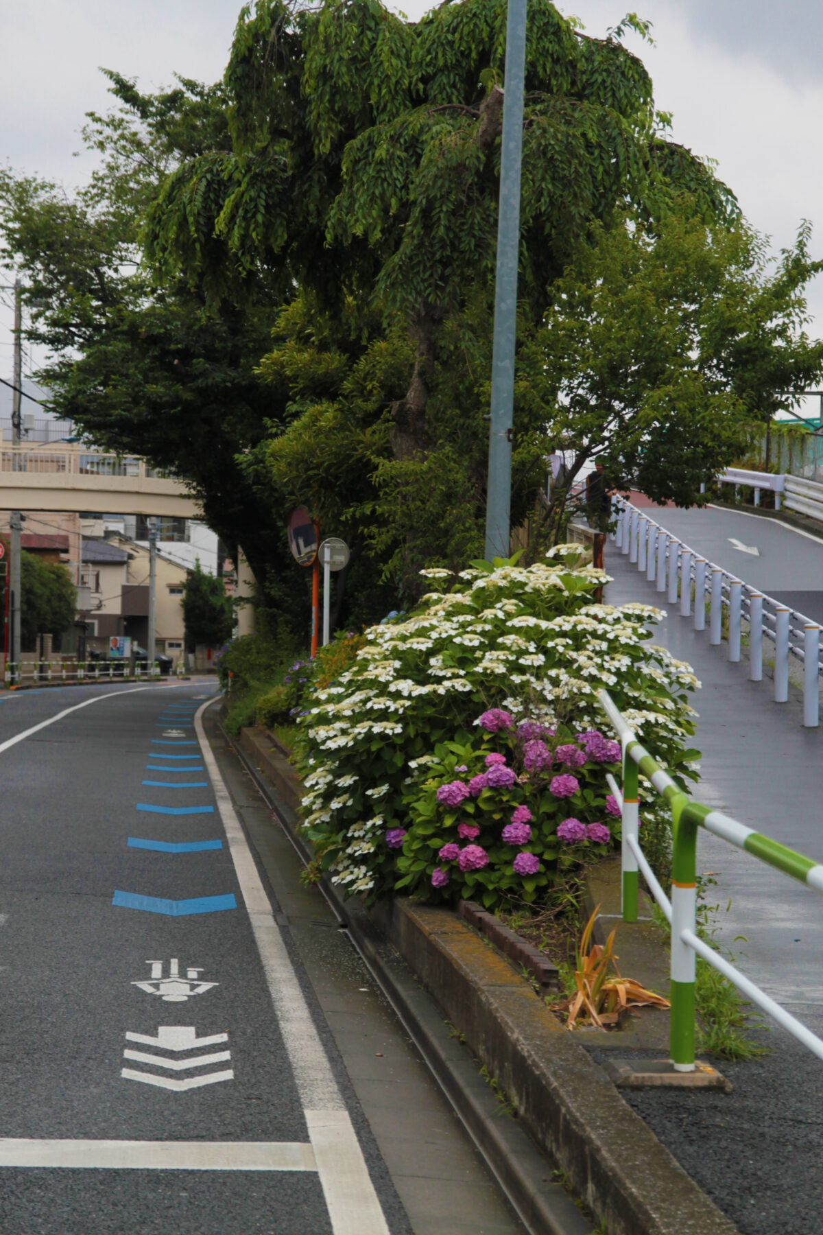 上中里 紫陽花