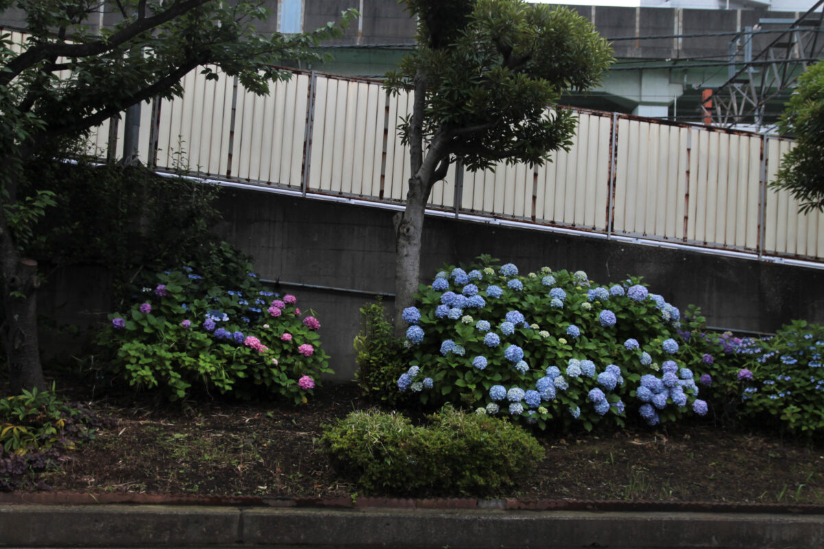 上中里 紫陽花