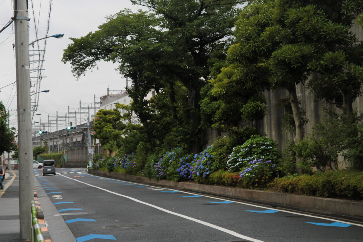 上中里 紫陽花