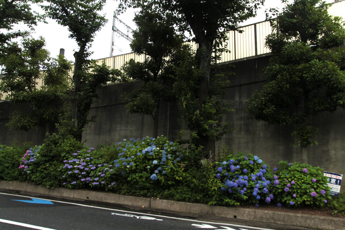 上中里 紫陽花