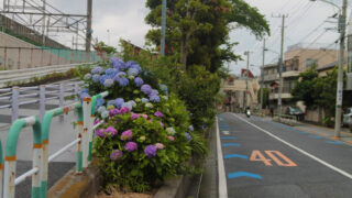 上中里 紫陽花