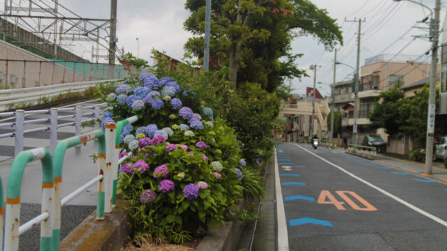 上中里 紫陽花