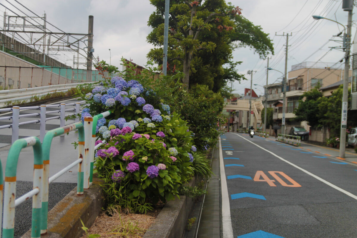 上中里 紫陽花
