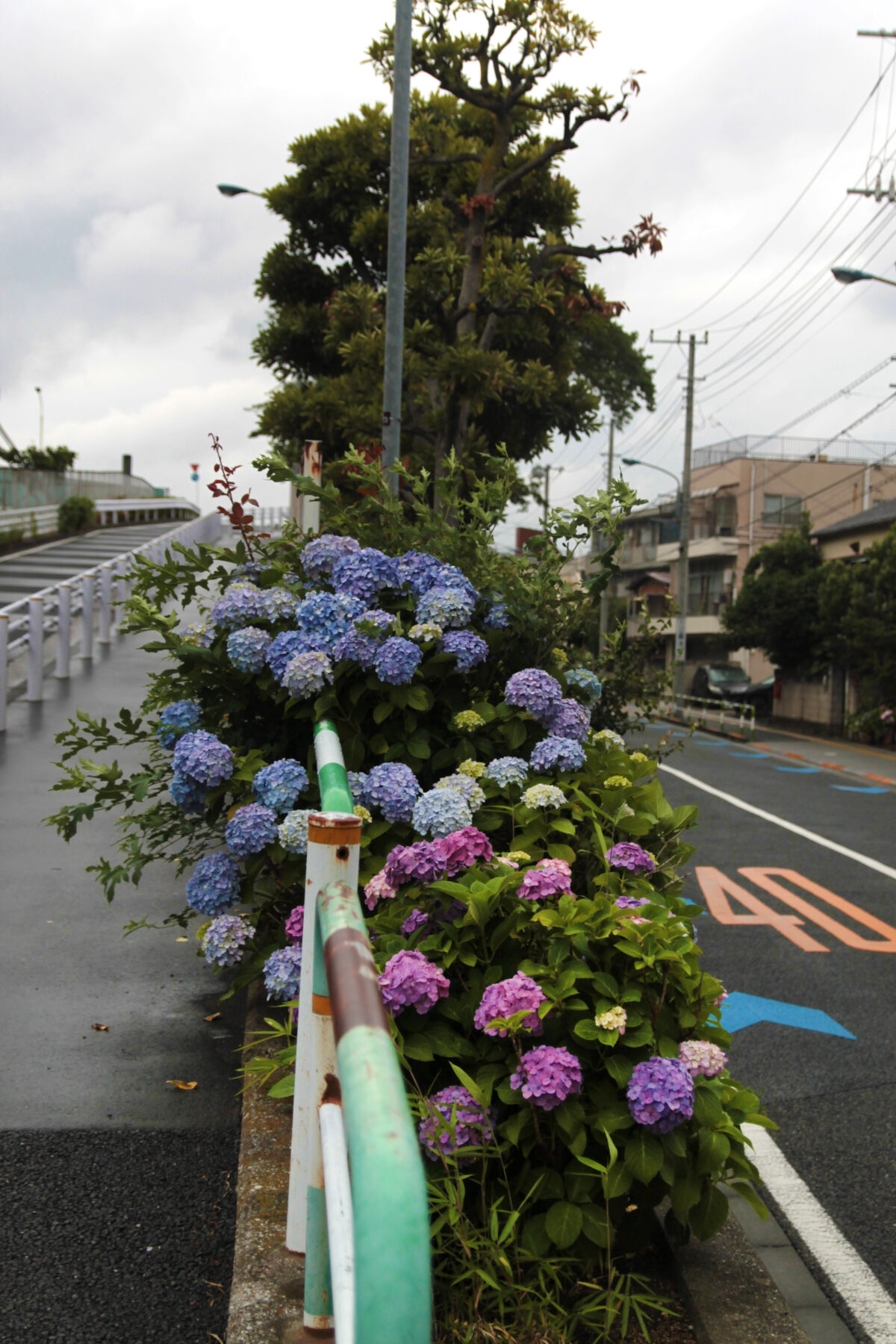 上中里 紫陽花