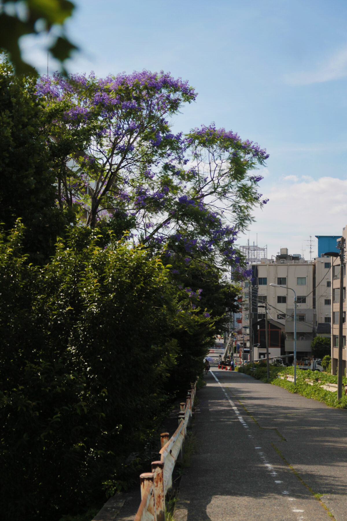 田端 ジャカランダ