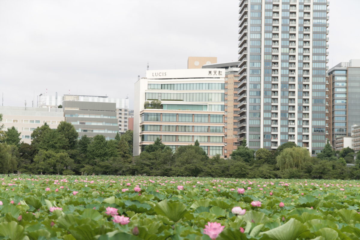 上野公園 蓮の花