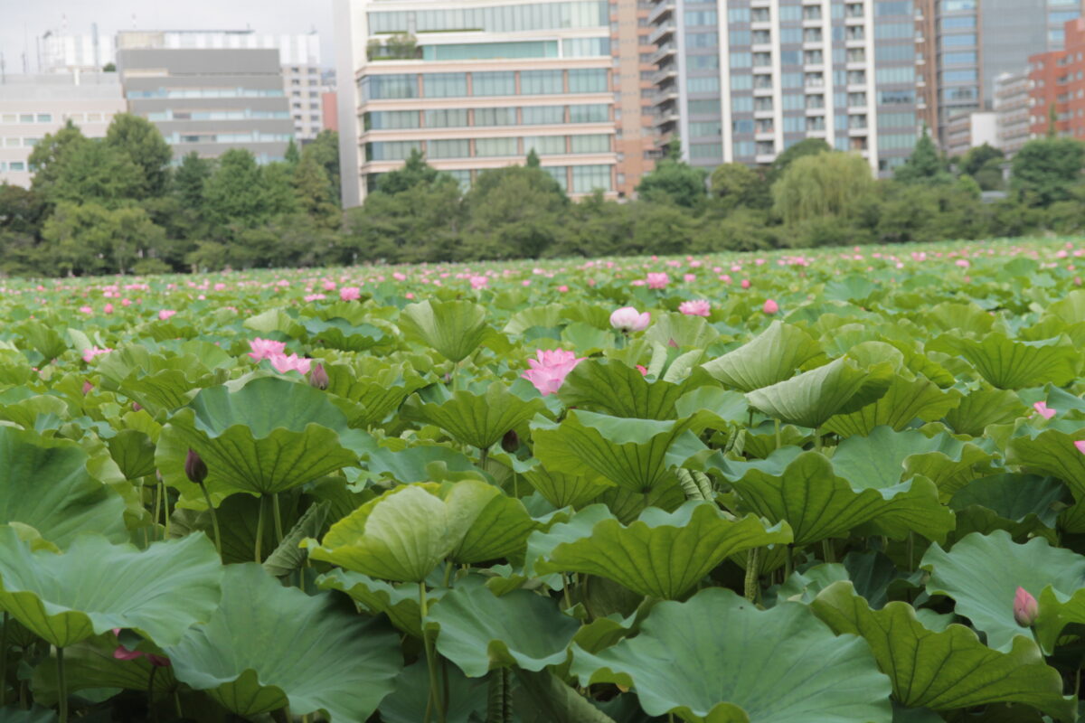 上野公園 蓮の花