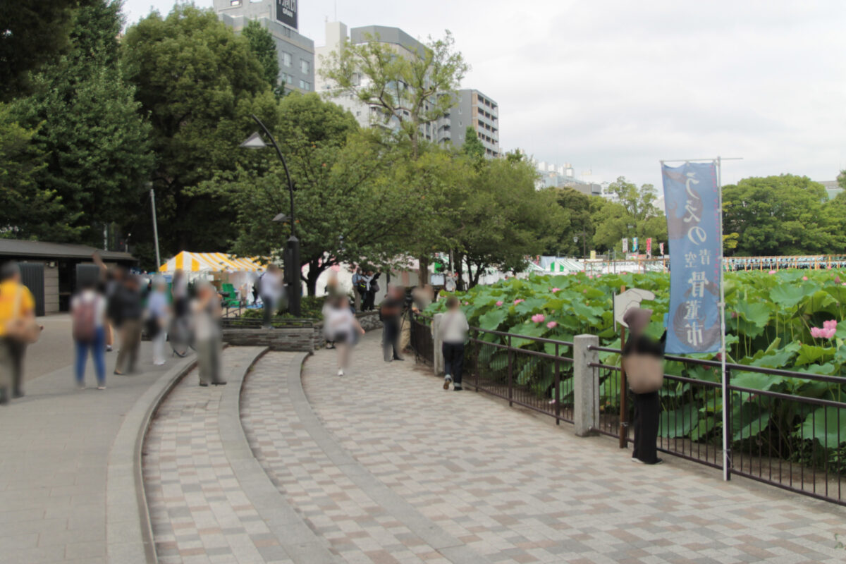 上野公園 蓮の花