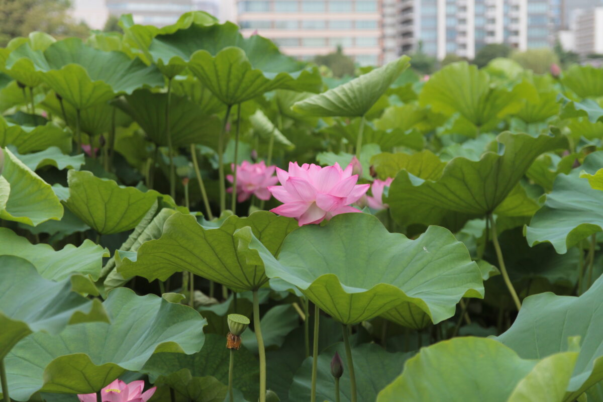 上野公園 蓮の花