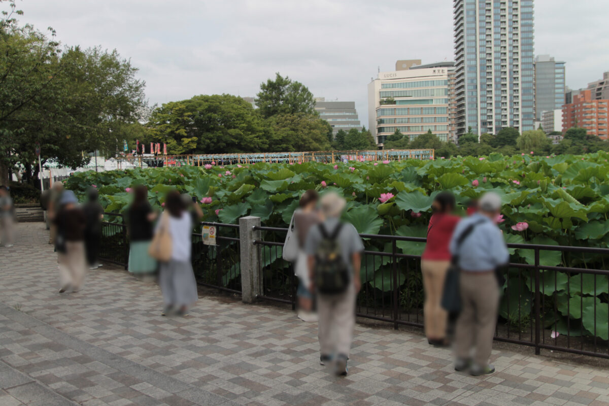 上野公園 蓮の花