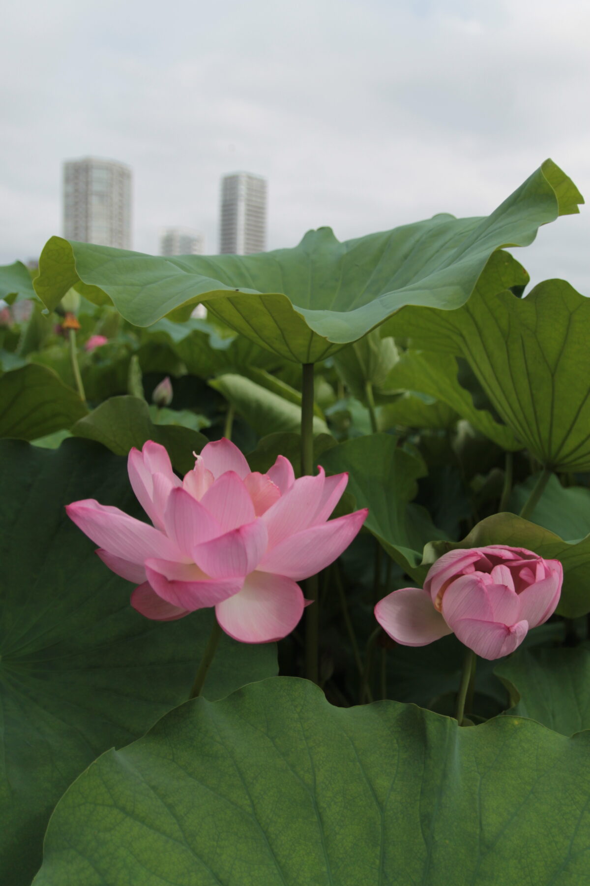 上野公園 蓮の花
