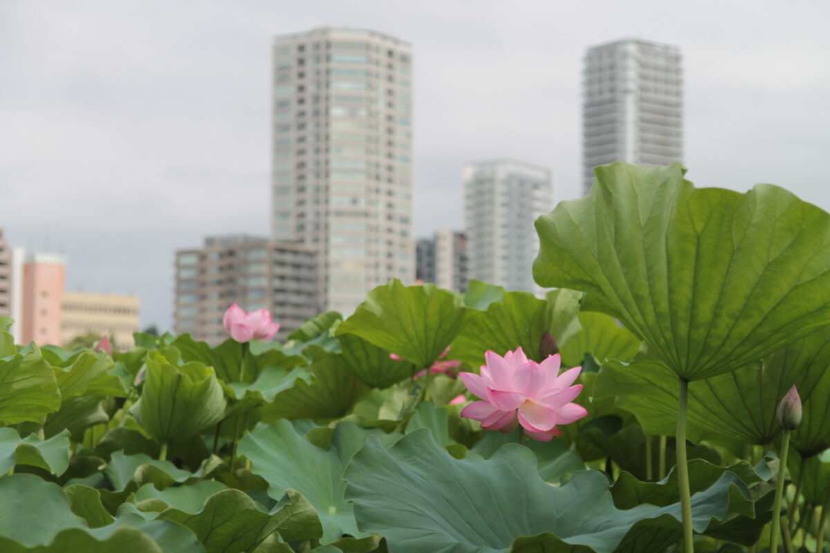 上野公園 蓮の花
