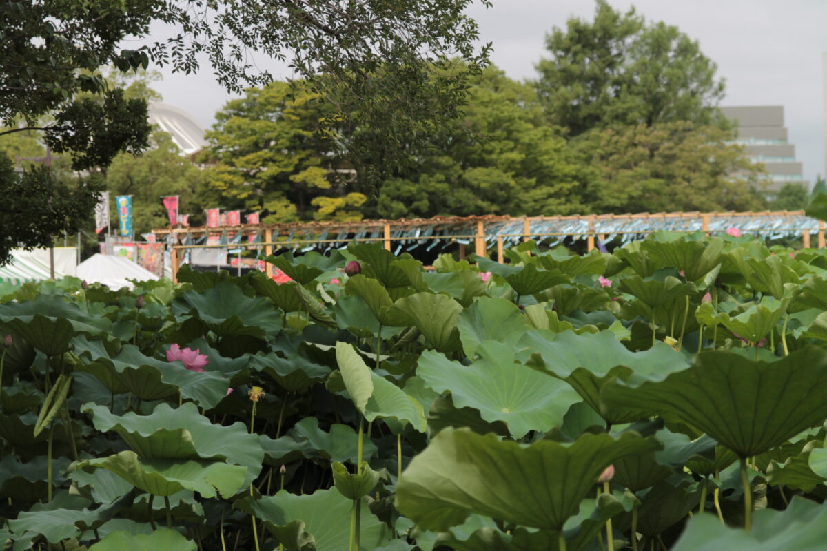 上野公園 蓮の花