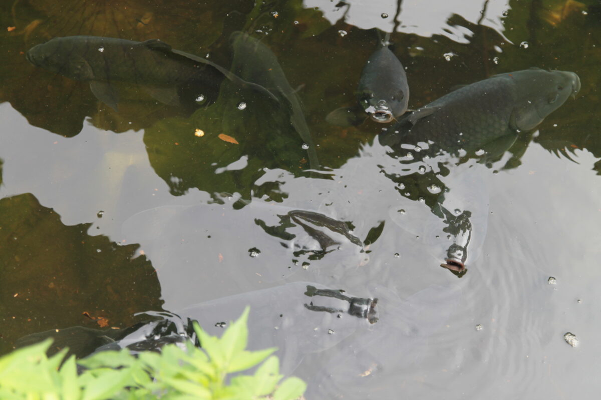 上野公園 蓮の花