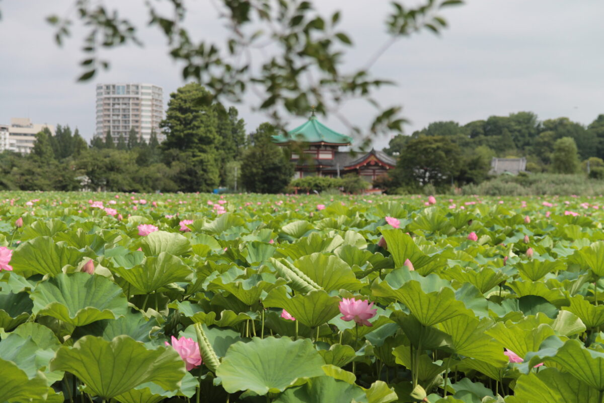 上野公園 蓮の花