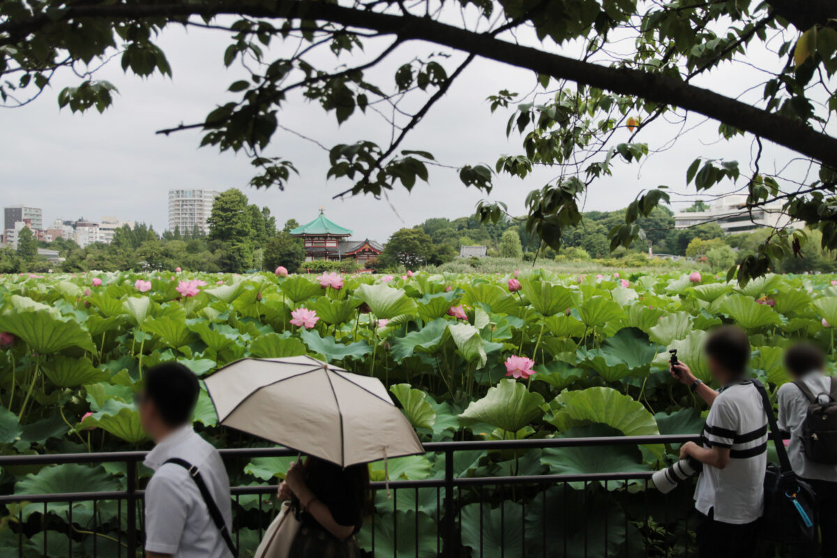 上野公園 蓮の花