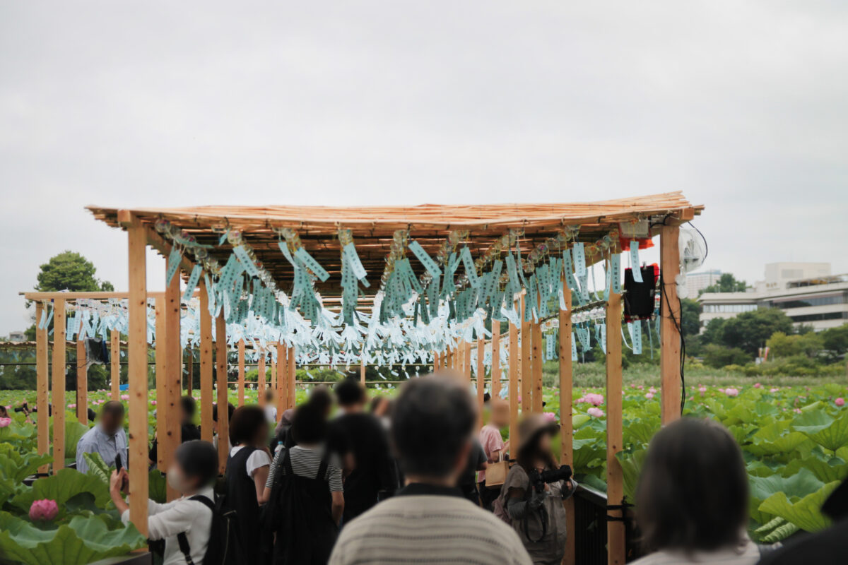 上野公園 蓮の花