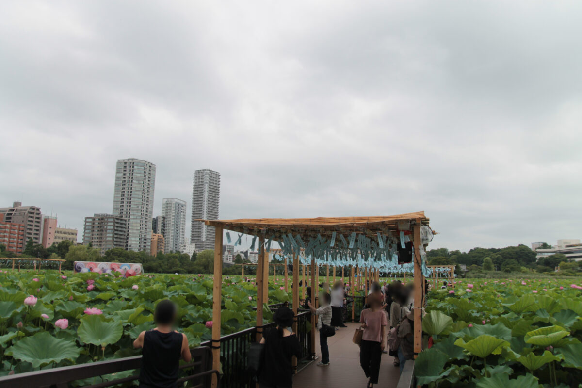 上野公園 蓮の花