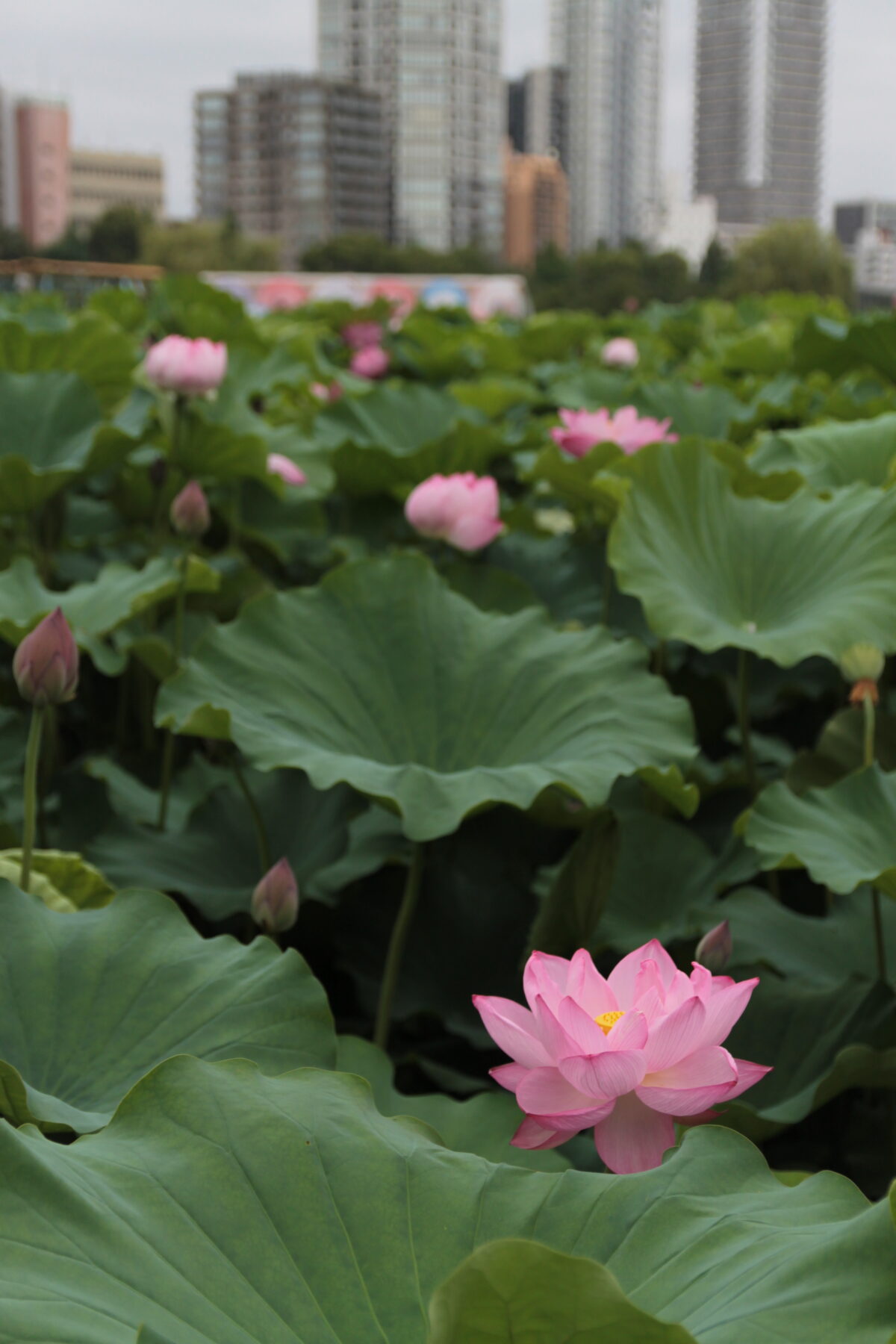 上野公園 蓮の花