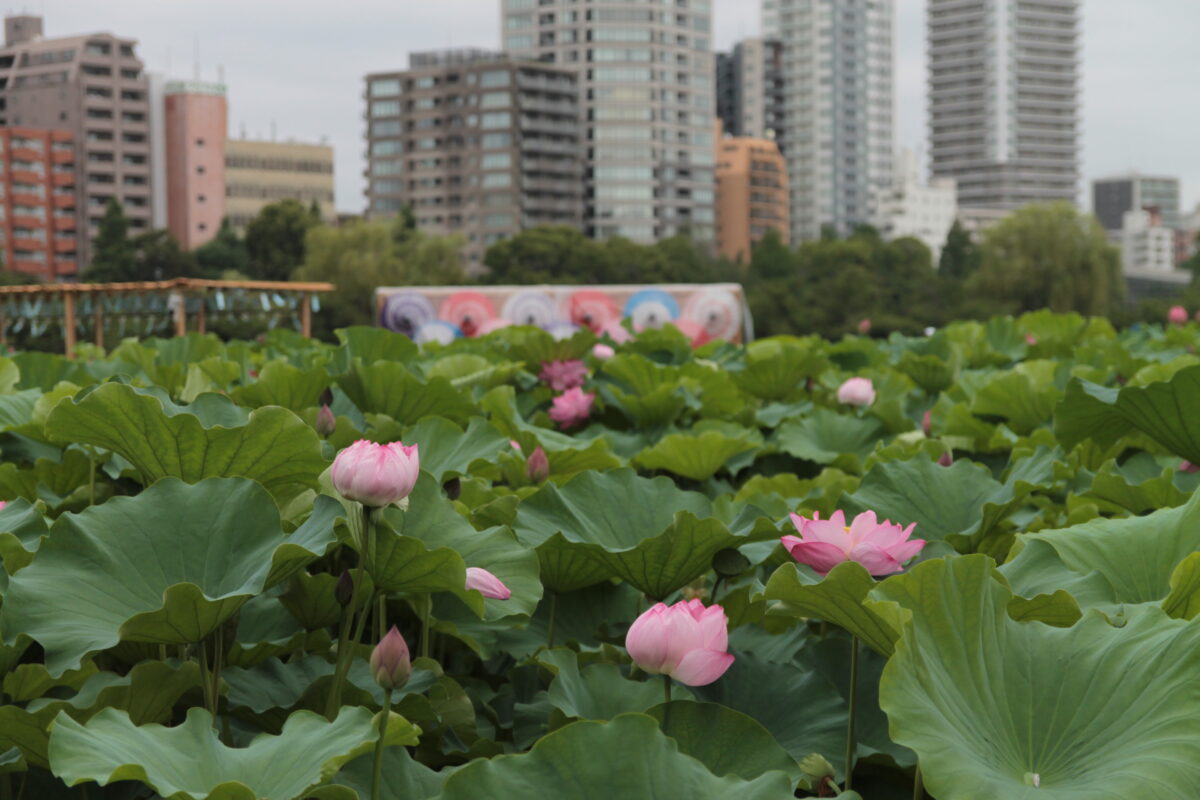 上野公園 蓮の花