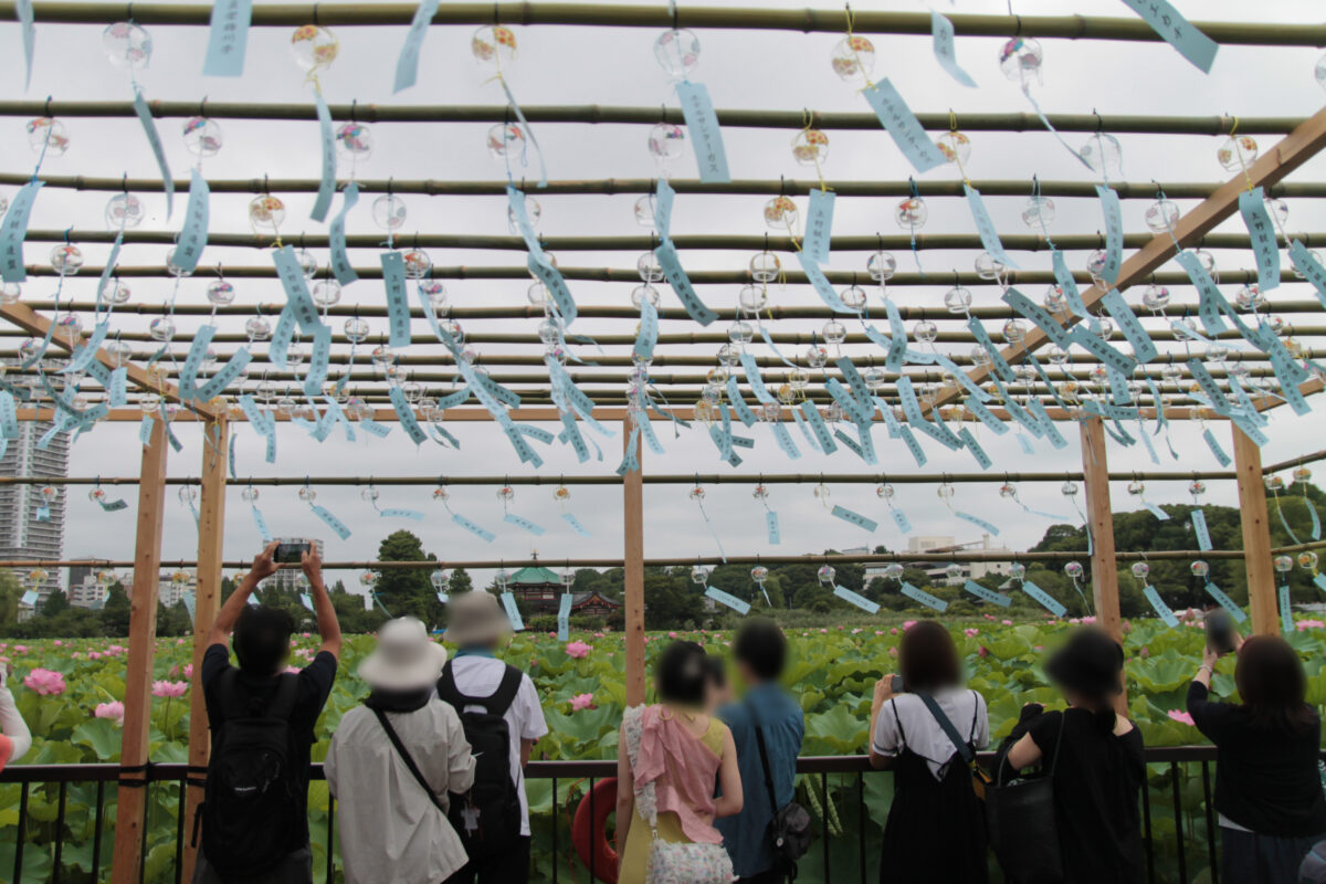 上野公園 蓮の花