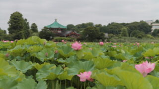 上野公園 蓮の花