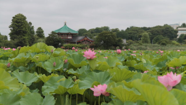 上野公園 蓮の花